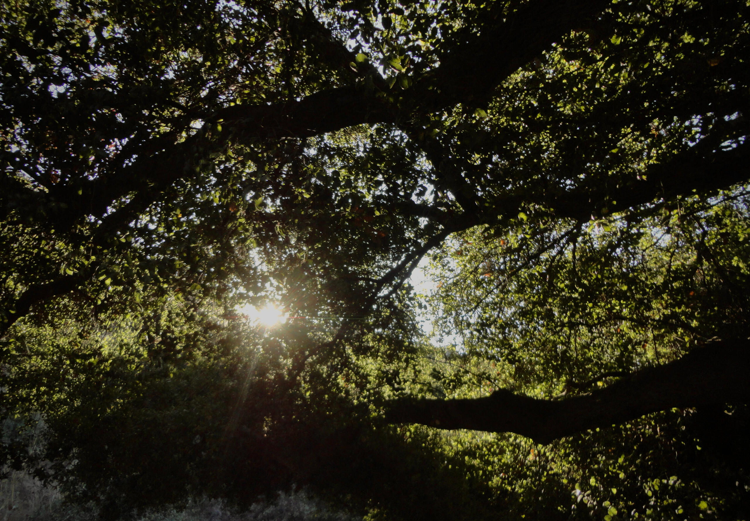 eaton canyon. 10.24.2024