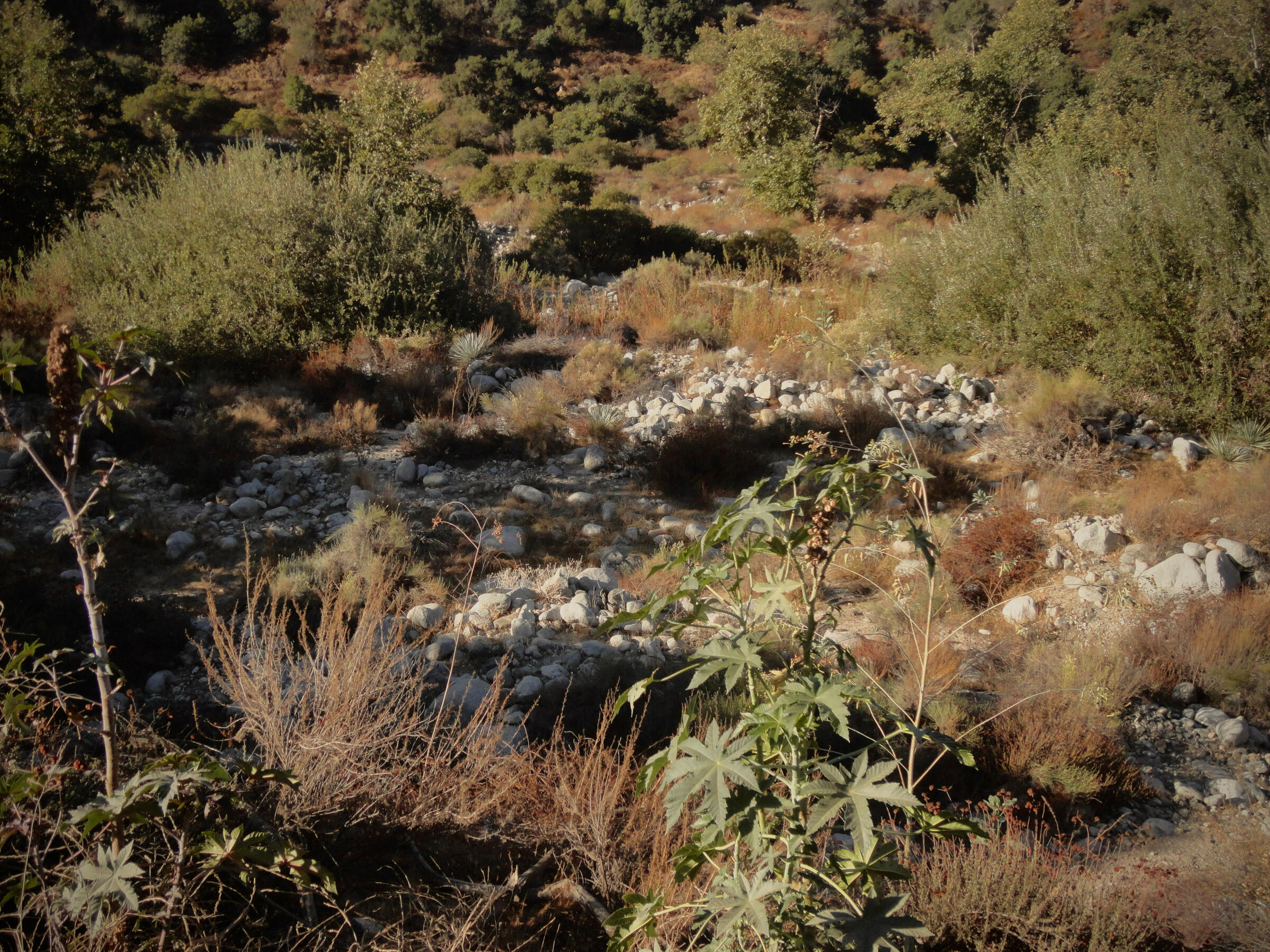 eaton canyon. 10.24.2024